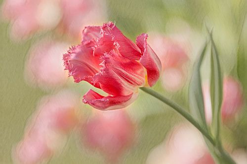 Ik breng je de lente! van Mayra Fotografie