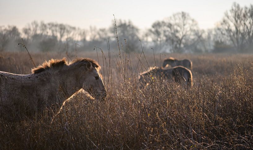 Konik-Pferde in Gold von Tania Perneel