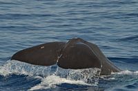 cetaceans Italy