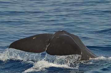 Wale Italien von Suzan (Suus) Buskes