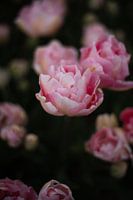 Tulpen