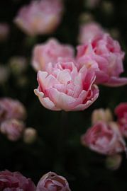 Tulpen von Lauw Design & Photography