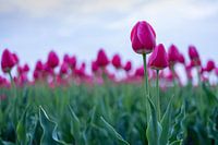 Tulips in a field