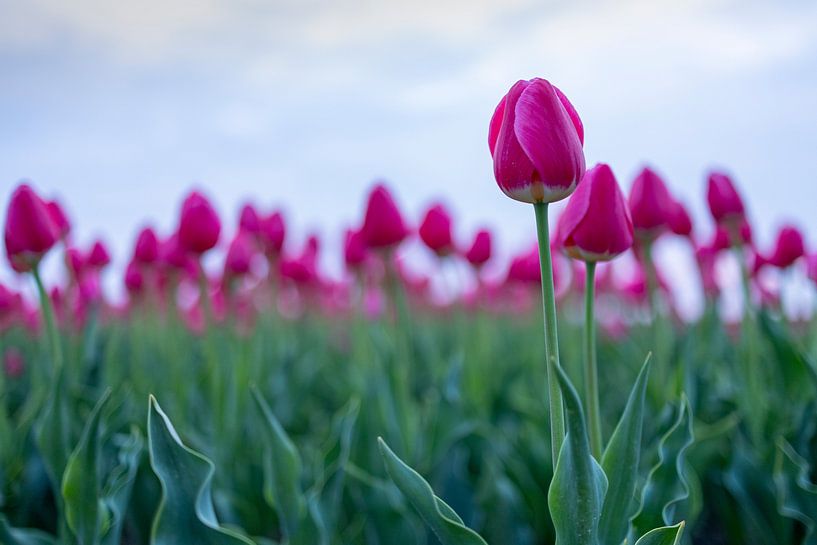 Tulips in a field by Pascale Driessen fotografie
