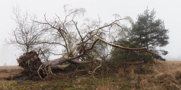 The Fallen Tree van René Vierhuis