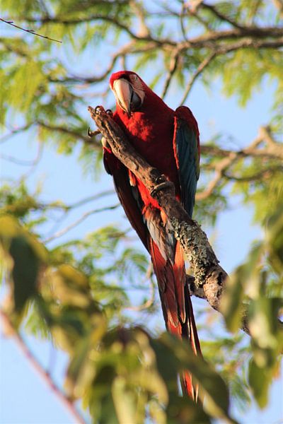papegaai in de boom van Christiaan Van Den Berg