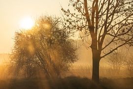 Sunrise in the fog by Joel Layaa-Laulhé