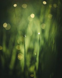 Gras mit Tropfen von Jan