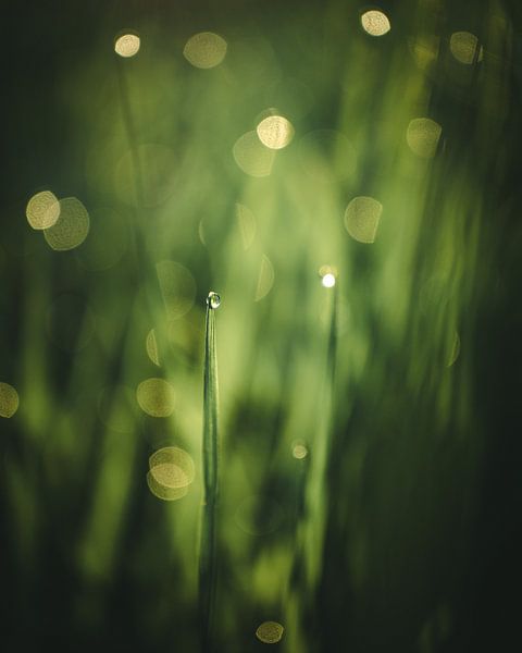 Grass with drop by Jan