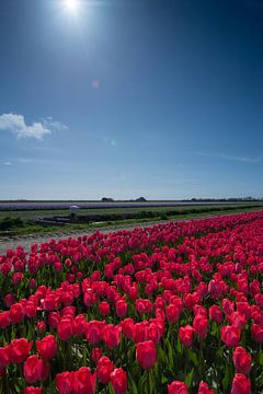 veld met rode tulpen