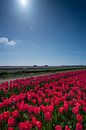 veld met rode tulpen van Arjen Schippers thumbnail