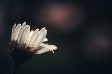 Ontwaken in het duister van Kim Heilema Fotografie