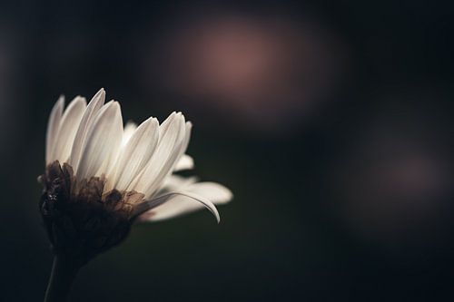 S'éveiller dans l'obscurité sur Kim Heilema Fotografie