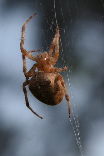 Shelob 2