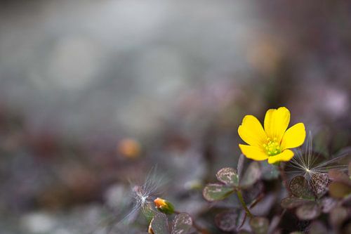 Opvallen in een grijze massa