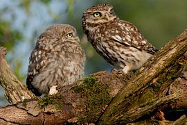 Little owls by Tessy De pelsmaeker