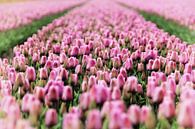 Tulpen von Marianne Bras Miniaturansicht