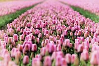 Tulpen