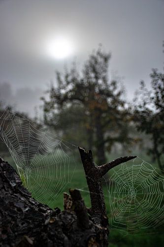 Spiderwebs
