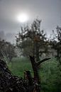 Spiderwebs by Ingrid de Vos - Boom thumbnail