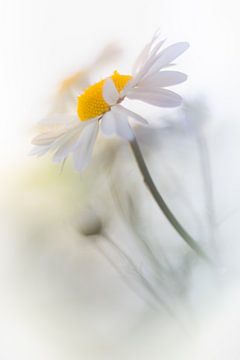 Gänseblümchen im letzten Sonnenlicht