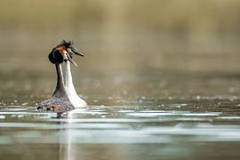 Great Crested Grebe by Sascha Sirch