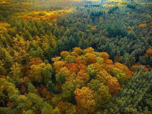 Herfstbos met kleurrijke bladeren van bovenaf gezien