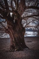 Vieux arbre sur les rives du Rhin