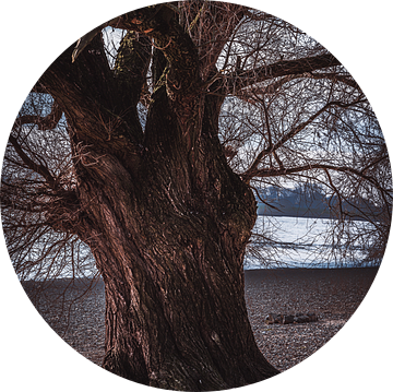 Oude boom aan de oever van de Rijn van Derlach Photography