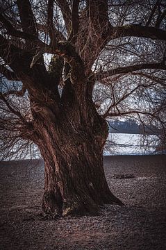 Oude boom aan de oever van de Rijn van Derlach Photography