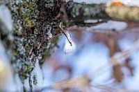 Winterse betovering: ijspegel aan een takje