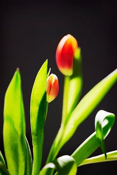 Foto van tulpen van Sjoerd van der Hucht