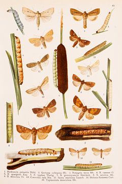 Assiette rétro en couleurs avec papillons et quenouilles sur Studio Wunderkammer