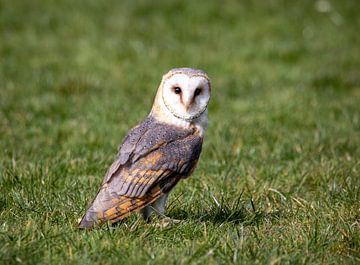 Barn owl in grass by Manuel Weiter