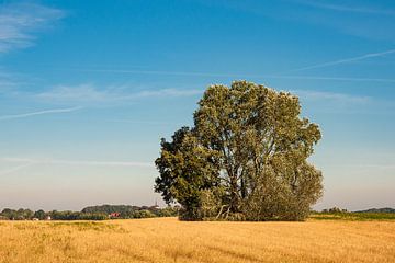 Landscape with field and trees near Hohen Demzin by Rico Ködder