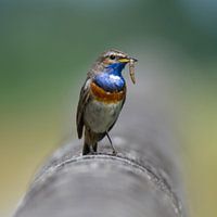 Blaukehlchen mit Insekt