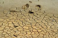 Dry soil in Curaçao by Karel Frielink thumbnail