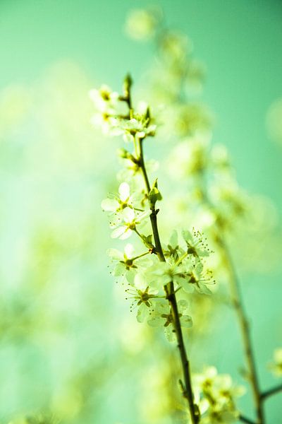 Lente bloesem van Lima Fotografie