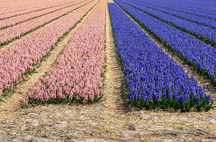 Bulb field with two colours of hyacinths by Henk Alblas