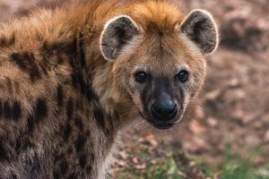 Portret van een Hyena op een zacht bruin achtergrond van Jolanda Aalbers