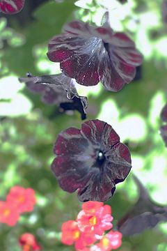 Tuin met donkere bloemen van Marianna Pobedimova