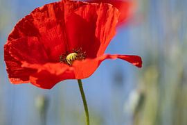 coquelicot sur Christina Neuhaus-Petrosino