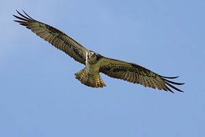 Fischadler im Flug