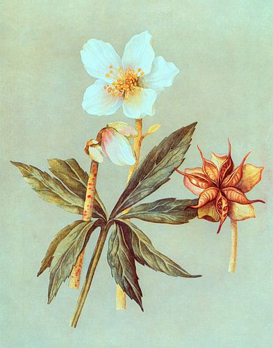 Helleborus Niger met oranje stampers