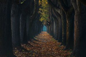 Feuillage d'automne dans la passerelle du tunnel d'arbres, Lucques