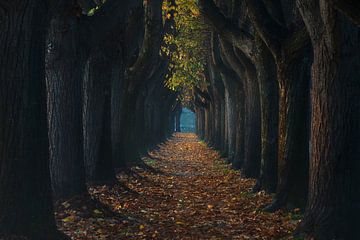 Autumn foliage in tree tunnel walkway, Lucca by Stefano Orazzini