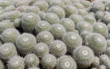 Groene grijze cactussen in Jardin Exotique in Monaco. Moderne botanische illustratie in pastelkleure