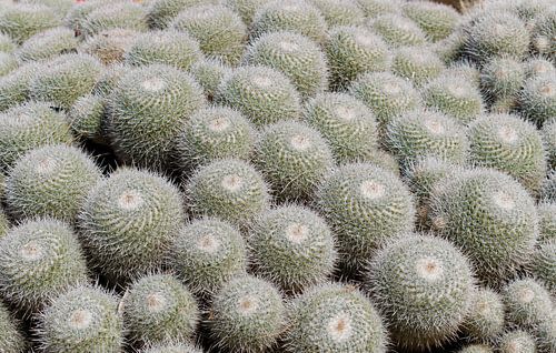 Groene grijze cactussen in Jardin Exotique in Monaco. Moderne botanische illustratie in pastelkleure