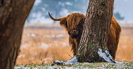 Schotse hooglander 23 van Jan Peter Nagel