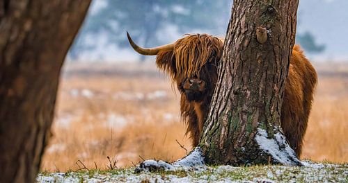 Scottish Highland cattle 23